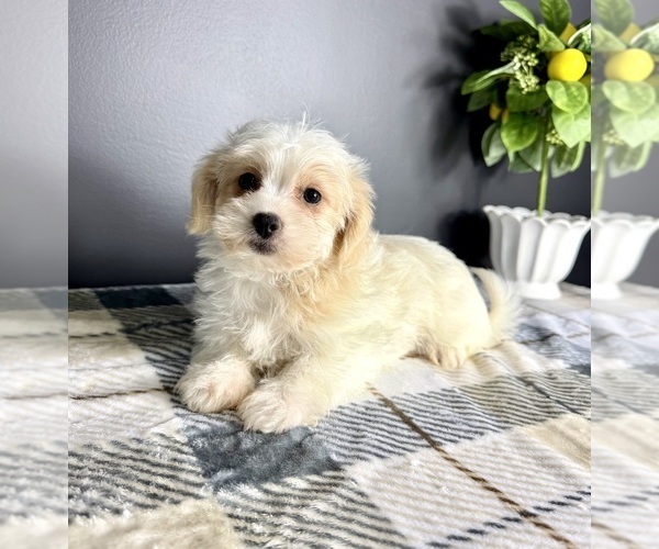 Medium Photo #2 Maltipoo Puppy For Sale in GREENFIELD, IN, USA