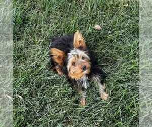 Yorkshire Terrier Puppy for sale in ECONOMY, IN, USA