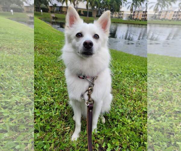 Medium Photo #2 American Eskimo Dog Puppy For Sale in Pikesville, MD, USA