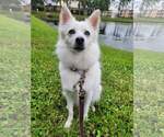 Small #1 American Eskimo Dog