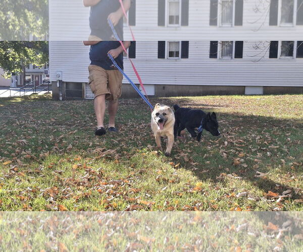 Medium Photo #8 Mutt Puppy For Sale in Sebec, ME, USA