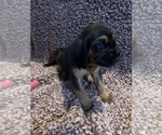 Small Photo #5 Bloodhound Puppy For Sale in STOCKTON, CA, USA