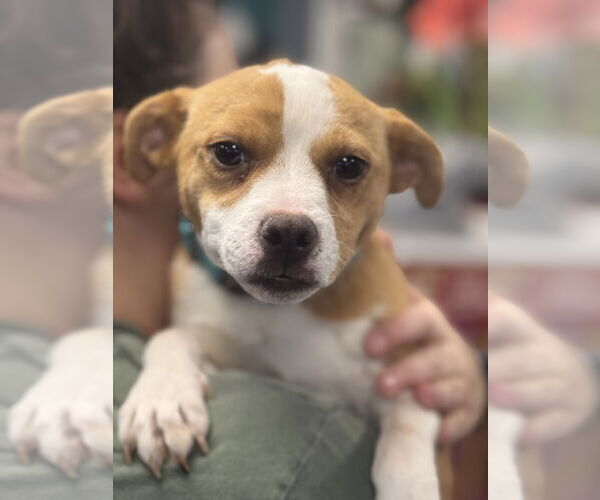 Medium Photo #1 Mutt Puppy For Sale in NEWPORT NH, NH, USA