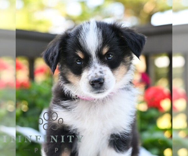 Medium Photo #1 Miniature Australian Shepherd Puppy For Sale in REBERSBURG, PA, USA