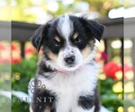 Small Miniature Australian Shepherd