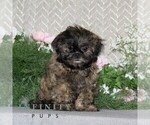 Small Shih Tzu