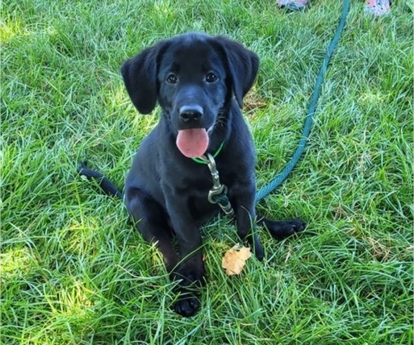 Medium Photo #1 Labrador Retriever Puppy For Sale in ARTHUR, IL, USA