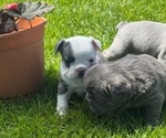 Small Photo #17 French Bulldog Puppy For Sale in HELENA, MT, USA