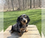 Small #3 Dachshund
