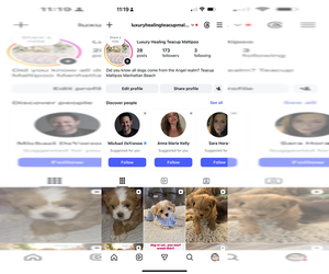 Mother of the Maltipoo puppies born on 08/31/2025