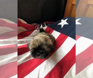 Mal-Shi-Maltese Mix Puppy for sale in AUSTINTOWN, OH, USA