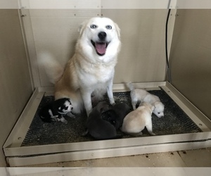 Mother of the Pomsky puppies born on 11/07/2020