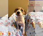 Small #9 Mutt