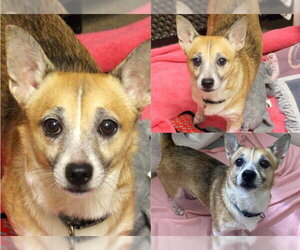 Chi-Corgi Dogs for adoption in Fort Wayne, IN, USA