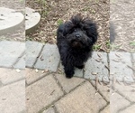 Small Photo #6 ShihPoo Puppy For Sale in SOUTH ORANGE, NJ, USA