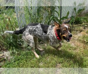 Australian Shepherd-Beagle Mix Dogs for adoption in Iroquois, IL, USA