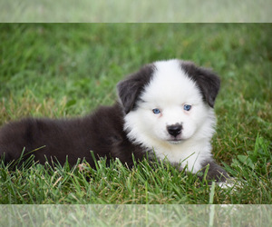 Australian Shepherd Puppy for sale in EASTON, MO, USA