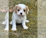 Puppy Alvin Cavachon-Cavalier King Charles Spaniel Mix