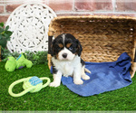 Small #11 Cavalier King Charles Spaniel