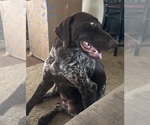 Small #3 German Shorthaired Pointer