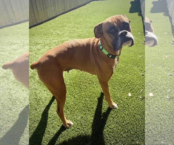 Medium Photo #5 Boxer Puppy For Sale in Dumont, NJ, USA