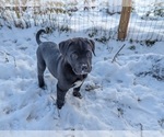 Small Cane Corso-Northern Inuit Dog Mix