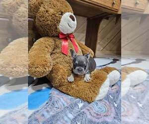 French Bulldog Puppy for sale in MILLERSBURG, OH, USA