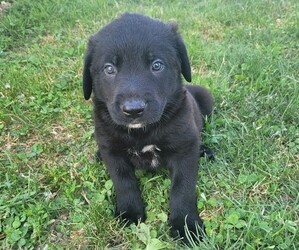 Great Dane Puppy for sale in WARREN, MI, USA