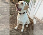 Small Photo #1 Labrador Retriever Puppy For Sale in SENECA, KS, USA