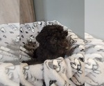 Small Photo #5 Aussiedoodle Puppy For Sale in NEW YORK MILLS, MN, USA