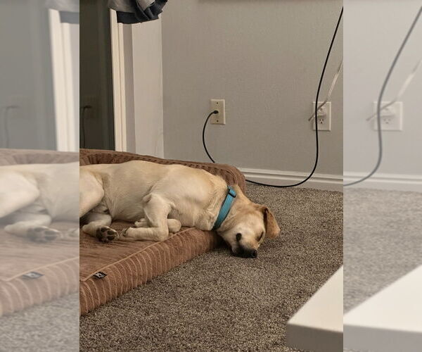 Medium Photo #2 Mutt Puppy For Sale in Salt Lake City, UT, USA