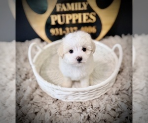 Maltipoo (Toy) Puppy for sale in CROSSVILLE, TN, USA