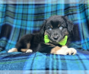 Miniature Australian Shepherd Puppy for sale in LAKELAND, FL, USA