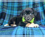Small Miniature Australian Shepherd