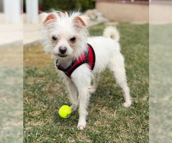 Medium Photo #4 Maltese-Unknown Mix Puppy For Sale in Ventura, CA, USA