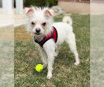 Small #3 Maltese Mix