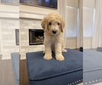 Small Photo #4 Goldendoodle Puppy For Sale in CORPUS CHRISTI, TX, USA