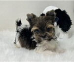 Small #4 Yorkshire Terrier
