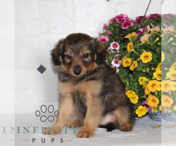 Medium Photo #3 Jack-A-Poo Puppy For Sale in KIRKWOOD, PA, USA