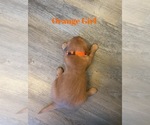 Small Photo #5 Golden Retriever Puppy For Sale in GIRARD, KS, USA