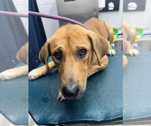 Labrador Retriever Dogs for adoption in Mobile, AL, USA