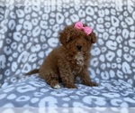 Small #3 Cavapoo (Miniature)