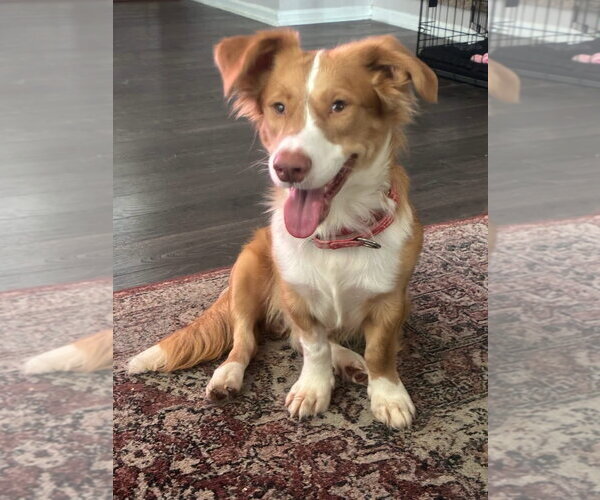 Medium Photo #1 Australian Shepherd-Unknown Mix Puppy For Sale in Denver , CO, USA