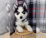 Small #4 Siberian Husky