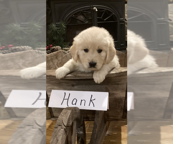 Medium Photo #12 English Cream Golden Retriever Puppy For Sale in BARNWELL, SC, USA