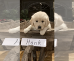 Small #11 English Cream Golden Retriever