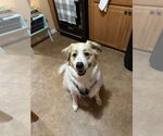 Small #9 Great Pyrenees