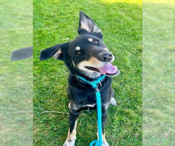 Medium Photo #4 Doberman Pinscher-German Shepherd Dog Mix Puppy For Sale in Sacramento, CA, USA