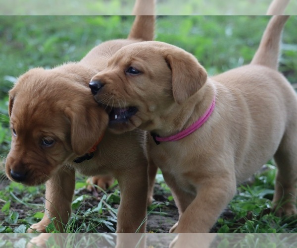 Medium Photo #9 Labrador Retriever Puppy For Sale in CELINA, OH, USA