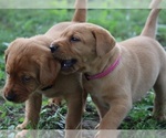 Small #8 Labrador Retriever